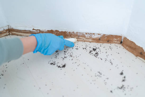 Reliable Sunman, IN Pest Control Solutions